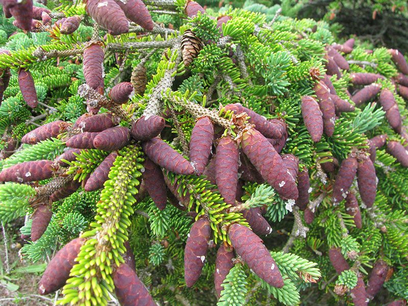 Growing Things - Red Cones ( Photos )