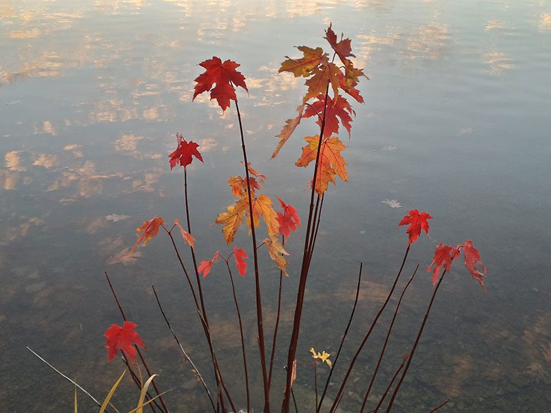 Lake and Sky: Lake Dalrymple, Ontario