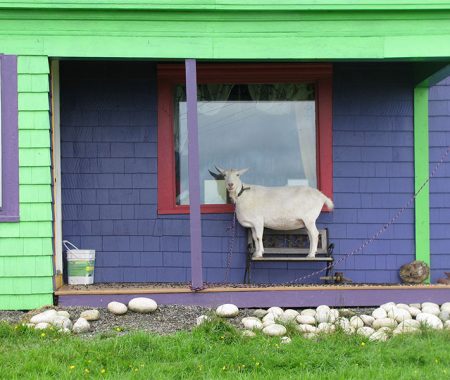 White Head NS - Goat in Window