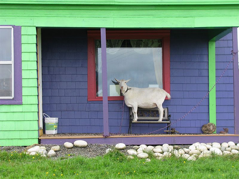 White Head NS - Goat in Window